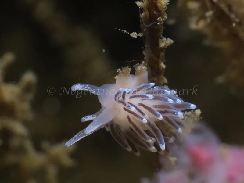 Cuthonella concinna - Søbadet - Foto: HP Ølgaard