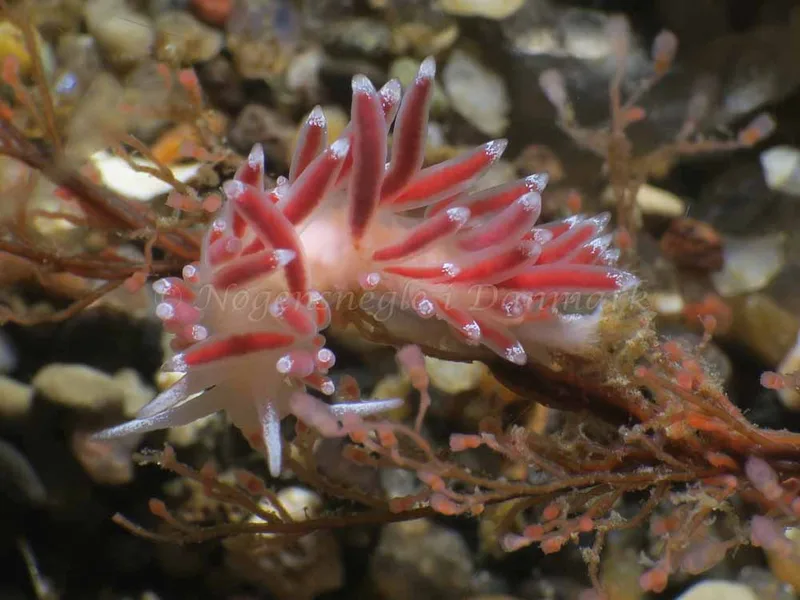 Coryphella verrucosa - Søbadet - Foto: HP Ølgaard
