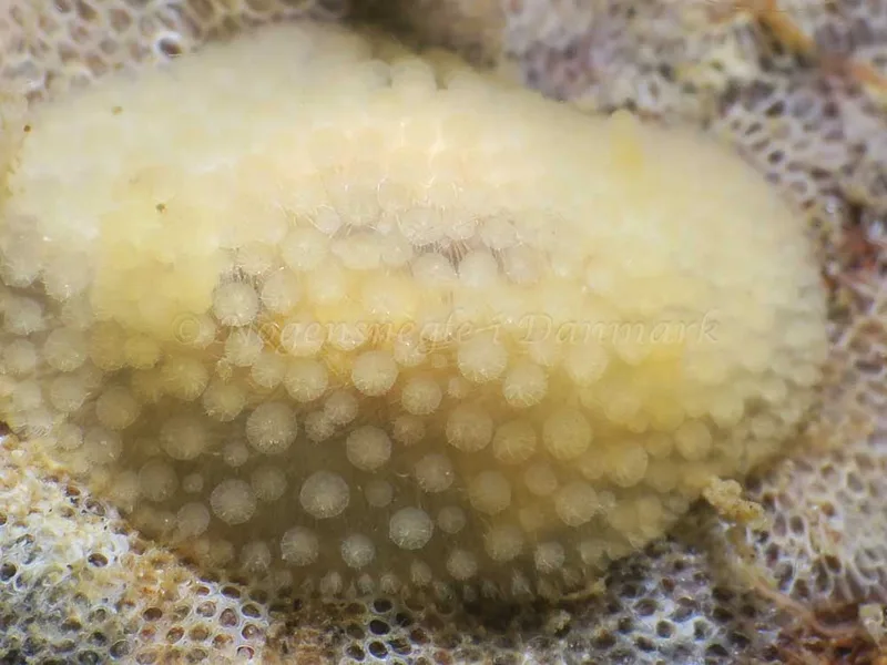 Onchidoris muricata - Søbadet - Foto: HP Ølgaard