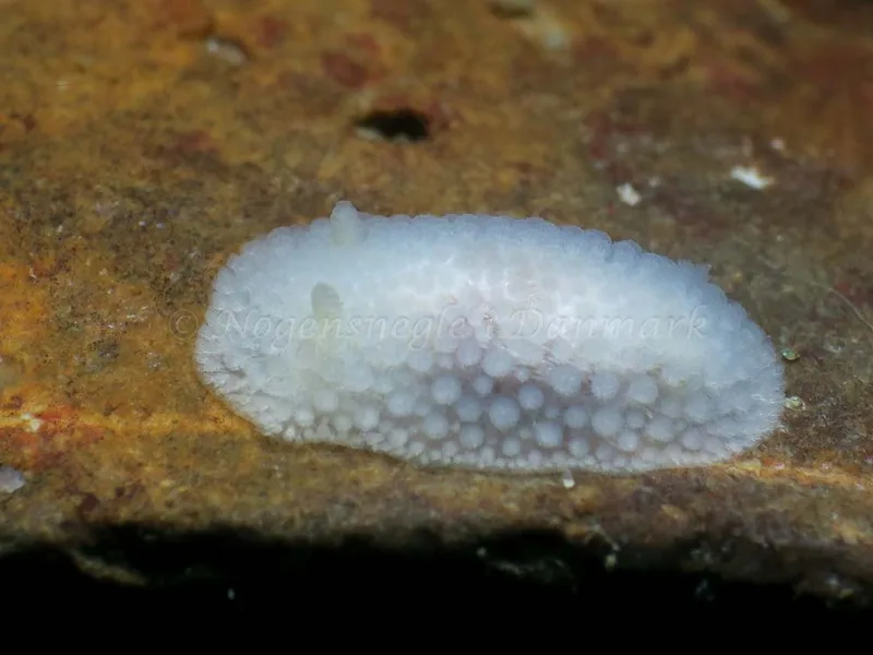 Onchidoris muricata - Søbadet - Foto: HP Ølgaard