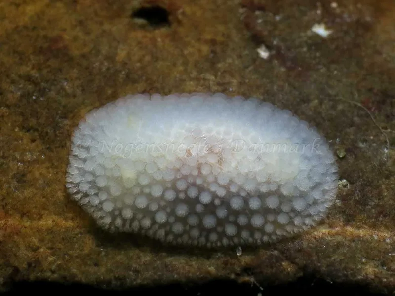 Onchidoris muricata - Søbadet - Foto: HP Ølgaard