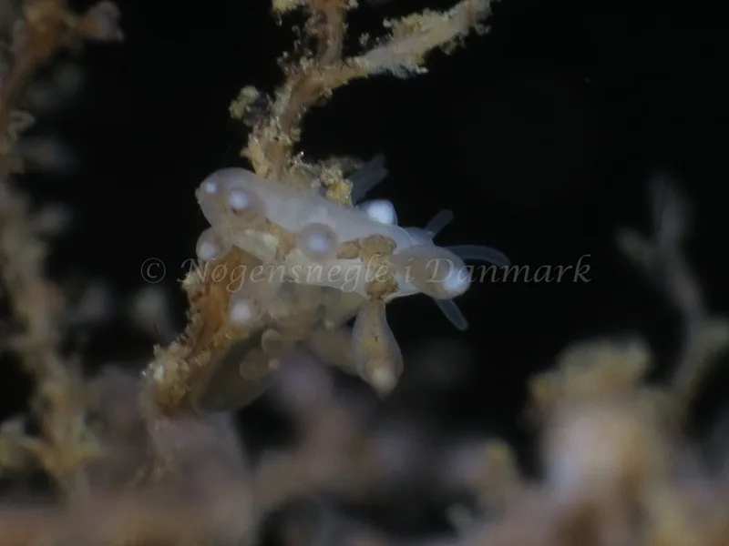 Tergipes tergipes - Søbadet - Foto: HP Ølgaard