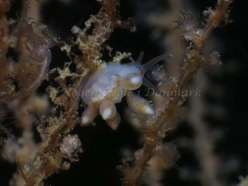 Tergipes tergipes - Søbadet - Foto: HP Ølgaard