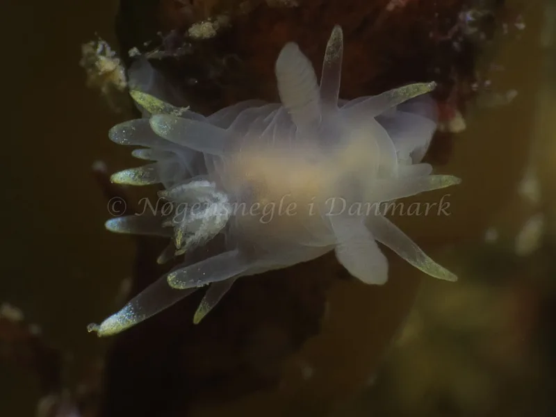 Ancula gibbosa - Søbadet - Foto: HP Ølgaard