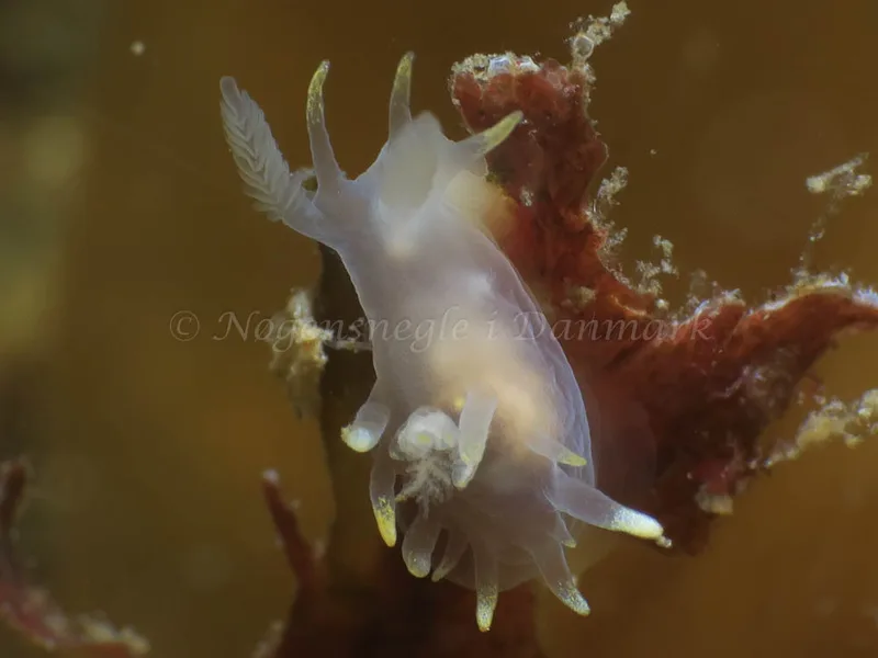 Ancula gibbosa - Søbadet - Foto: HP Ølgaard