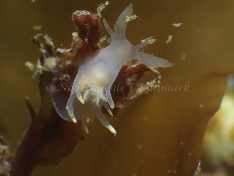 Ancula gibbosa - Søbadet - Foto: HP Ølgaard