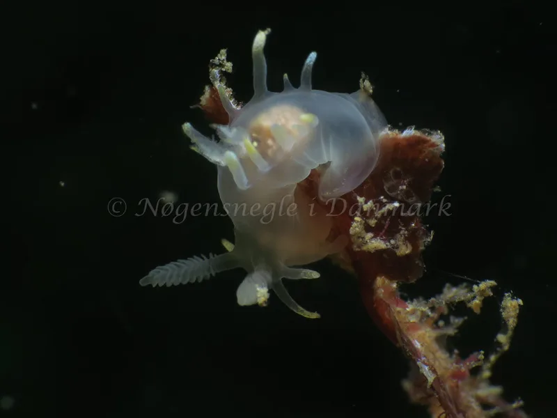 Ancula gibbosa - Søbadet - Foto: HP Ølgaard