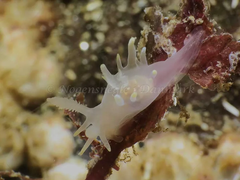 Ancula gibbosa - Søbadet - Foto: HP Ølgaard