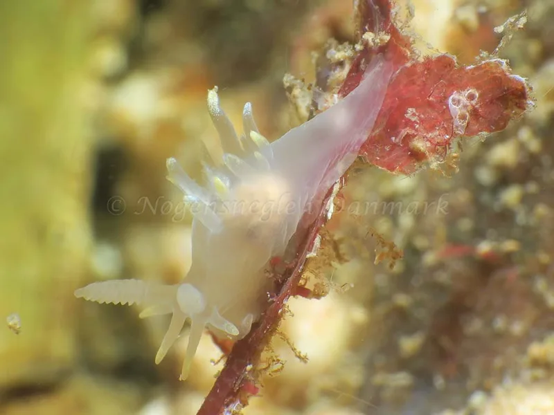 Ancula gibbosa - Søbadet - Foto: HP Ølgaard