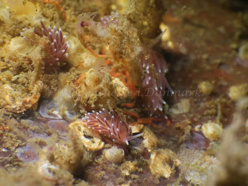 Cuthonella concinna - Ammoniakhavnen - Foto: HP Ølgaard