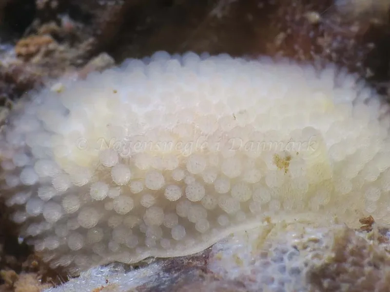 Onchidoris muricata - Ammoniakhavnen - Foto: HP Ølgaard