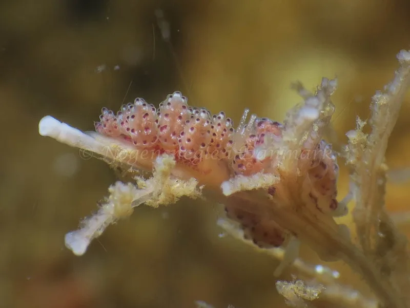 Doto coronata - Ammoniakhavnen - Foto: HP Ølgaard