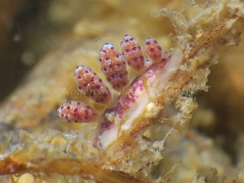 Doto coronata - Ammoniakhavnen - Foto: HP Ølgaard
