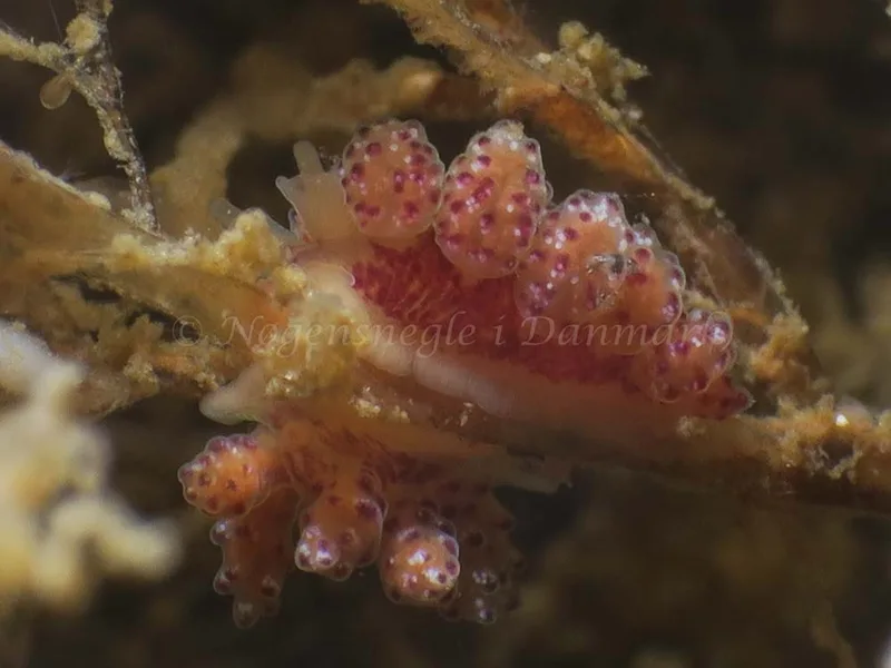 Doto coronata - Ammoniakhavnen - Foto: HP Ølgaard