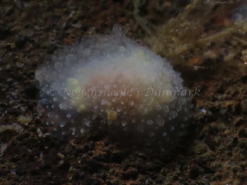 Acanthodoris pilosa - Ammoniakhavnen - Foto: HP Ølgaard