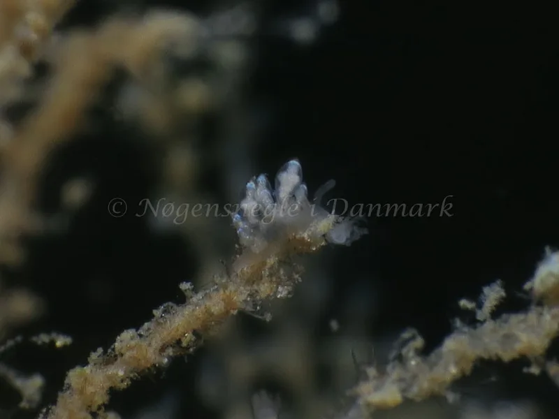 Eubranchus scintillans - Ammoniakhavnen - Foto: HP Ølgaard