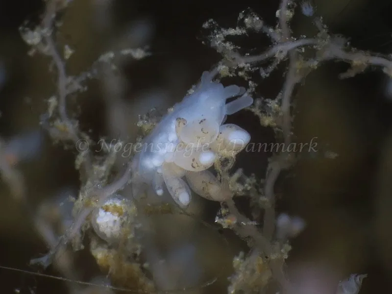 Tergipes tergipes - Ammoniakhavnen - Foto: HP Ølgaard