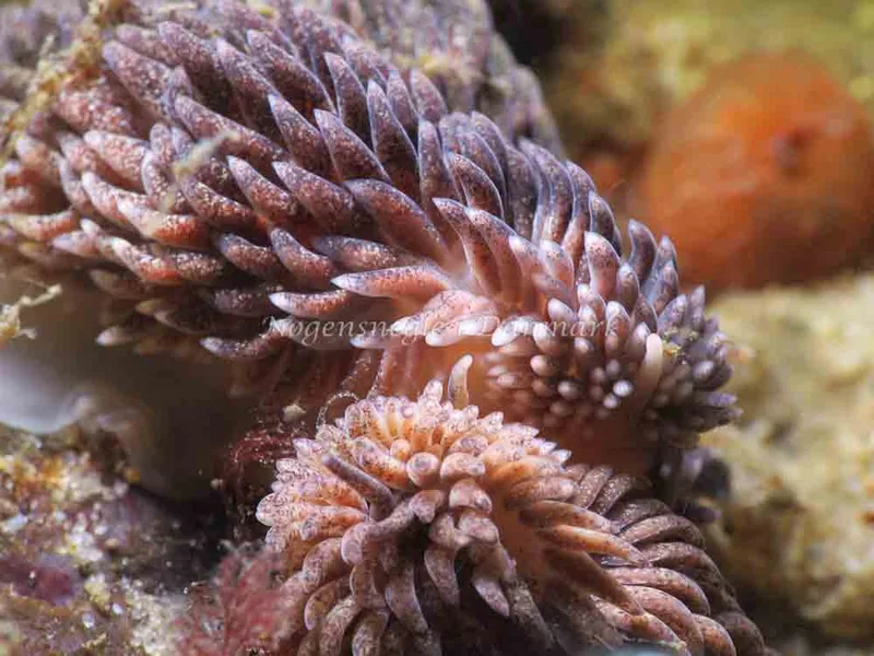 Aeolidia papillosa - Snoghøj - Foto: HP Ølgaard