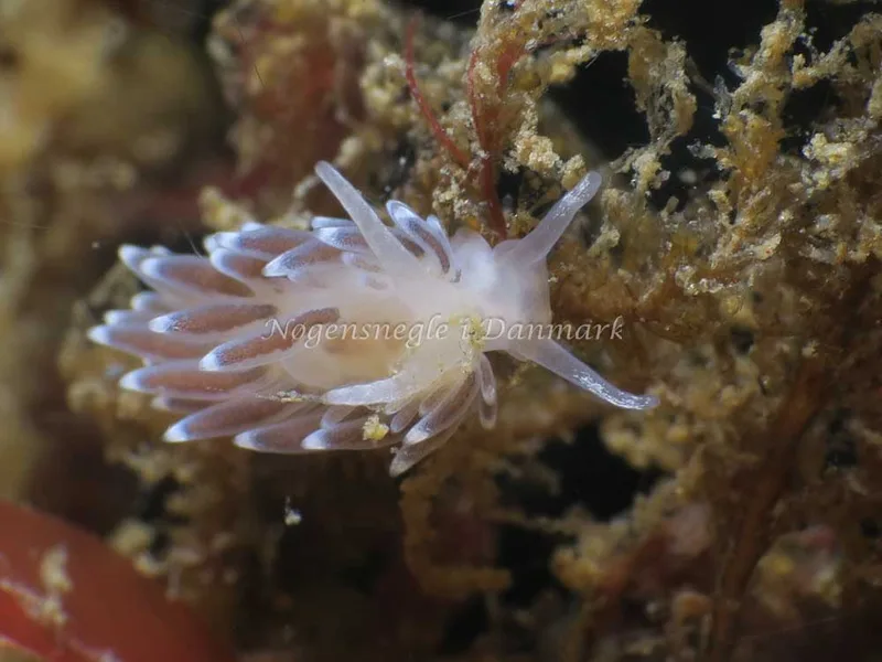 Cuthonella concinna - Snoghøj - Foto: HP Ølgaard