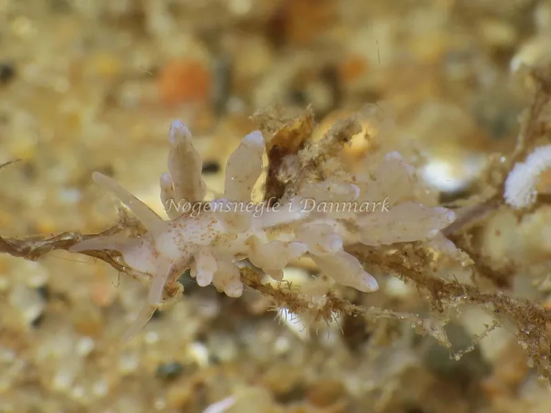 Eubranchus rupium - Snoghøj - Foto: HP Ølgaard