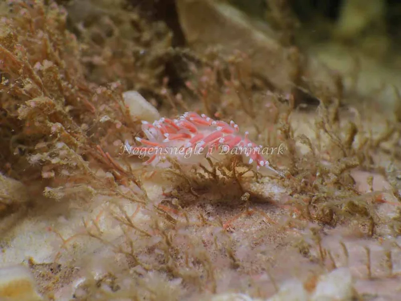 Coryphella verrucosa - Ammoniakhavnen - Foto: HP Ølgaard