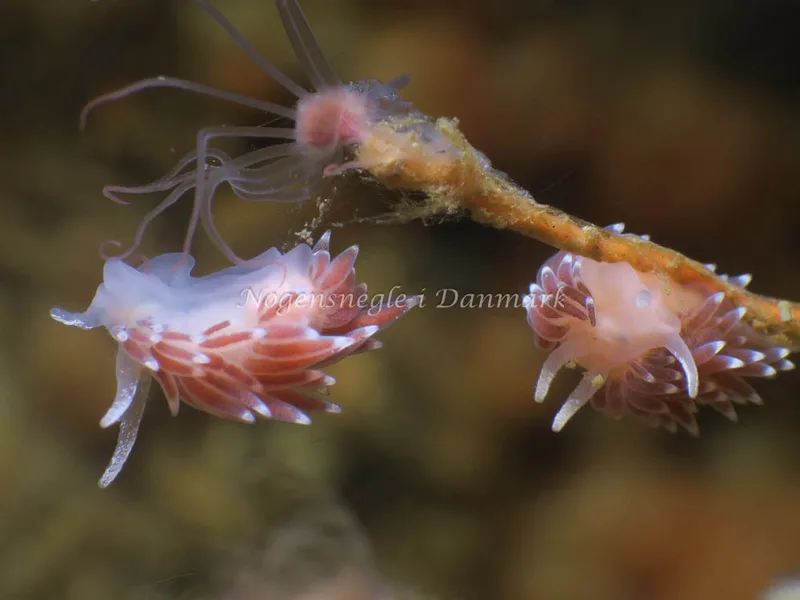 Cuthonella concinna - Ammoniakhavnen - Foto: HP Ølgaard