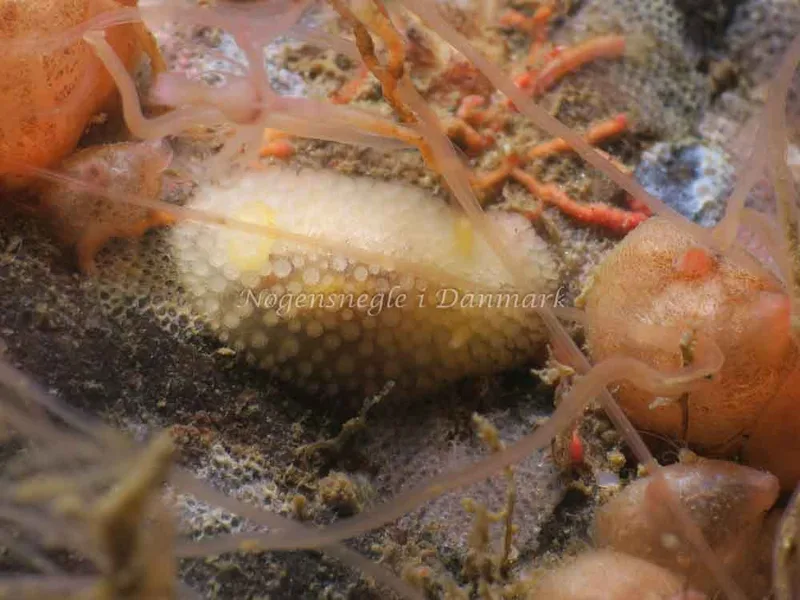 Onchidoris muricata - Ammoniakhavnen - Foto: HP Ølgaard