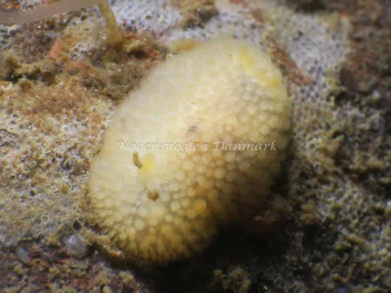 Onchidoris muricata - Ammoniakhavnen - Foto: HP Ølgaard