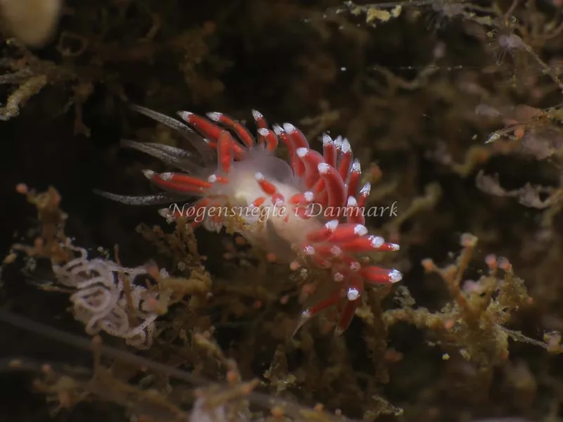 Coryphella verrucosa - Ammoniakhavnen - Foto: HP Ølgaard