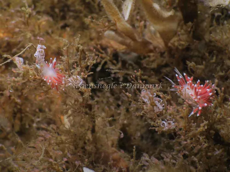 Coryphella verrucosa - Ammoniakhavnen - Foto: HP Ølgaard