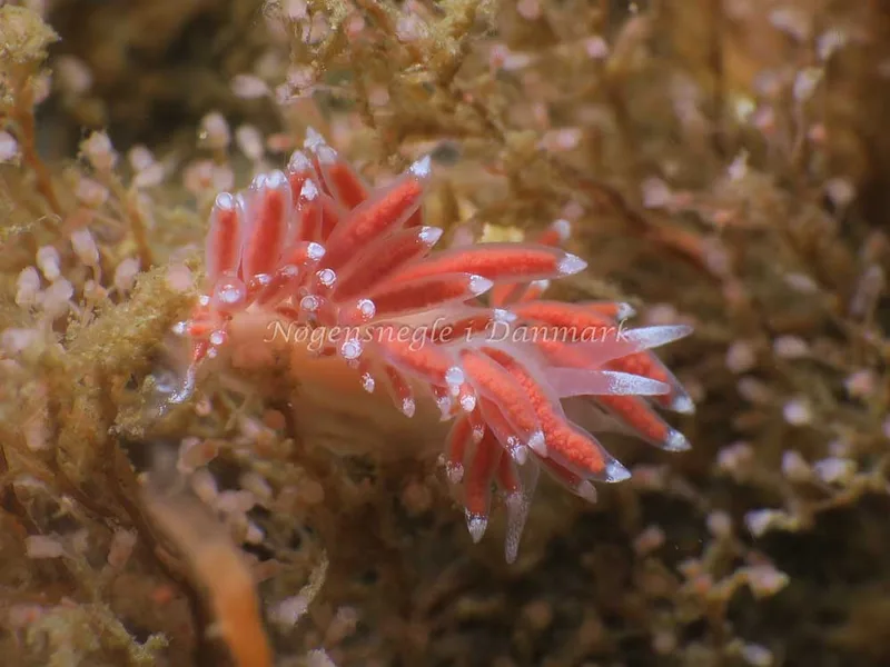 Coryphella verrucosa - Ammoniakhavnen - Foto: HP Ølgaard