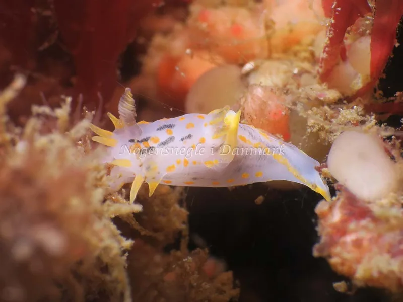 Polycera quadrilineata - Ammoniakhavnen - Foto: HP Ølgaard