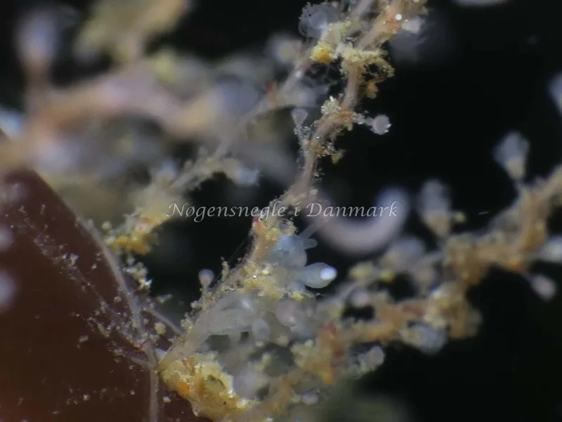 Tergipes tergipes - Ammoniakhavnen - Foto: HP Ølgaard
