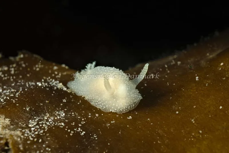 Acanthodoris pilosa - Molslinjen Mole, Aarhus - Foto: Klaus Kevin Kristensen