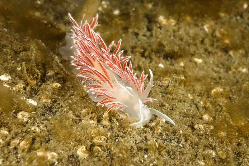 Coryphella monicae - Molslinjen Mole, Aarhus - Foto: Klaus Kevin Kristensen