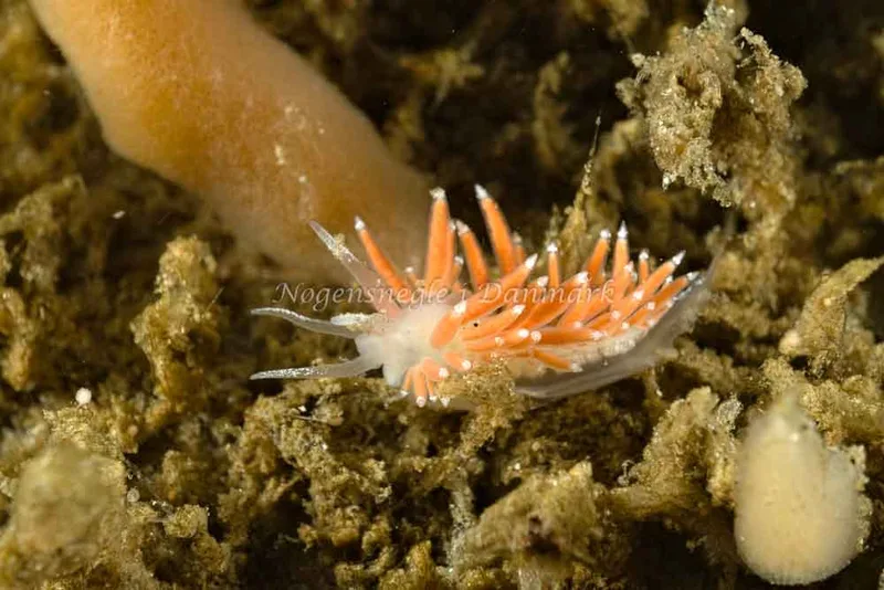 Coryphella gracilis - Molslinjen Mole, Aarhus - Foto: Klaus Kevin Kristensen