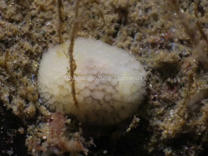 Onchidoris muricata - Ammoniakhavnen - Foto: HP Ølgaard