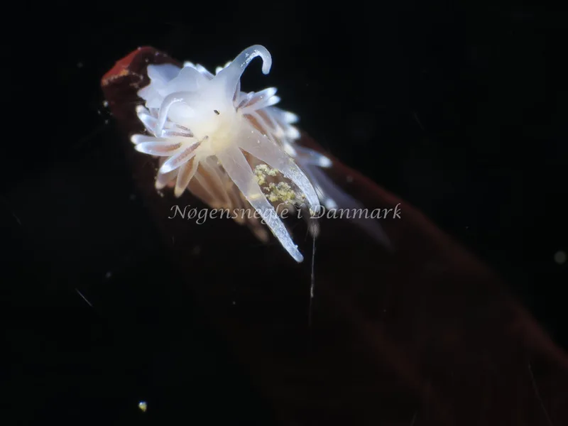 Doto coronata - Ammoniakhavnen - Foto: HP Ølgaard