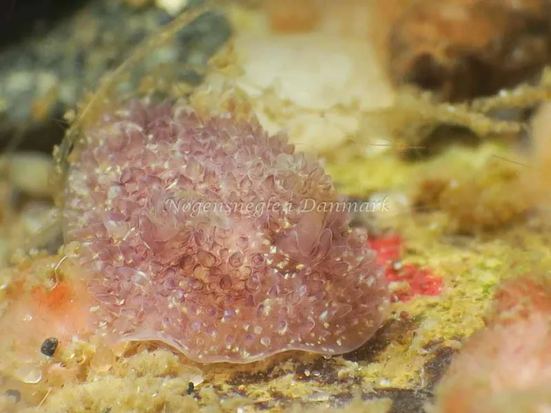 Acanthodoris pilosa - Ammoniakhavnen - Foto: HP Ølgaard