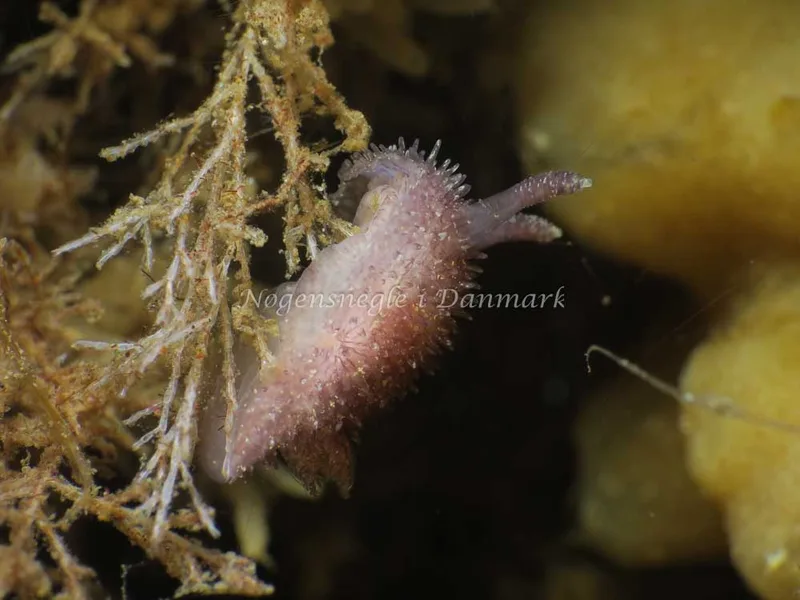 Acanthodoris pilosa - Ammoniakhavnen - Foto: HP Ølgaard