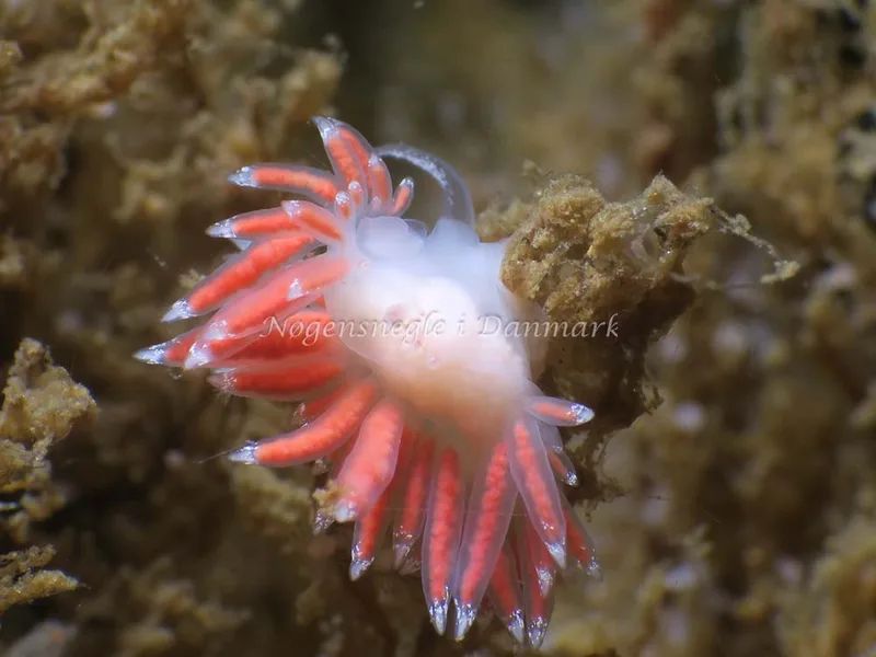 Coryphella verrucosa - Ammoniakhavnen - Foto: HP Ølgaard
