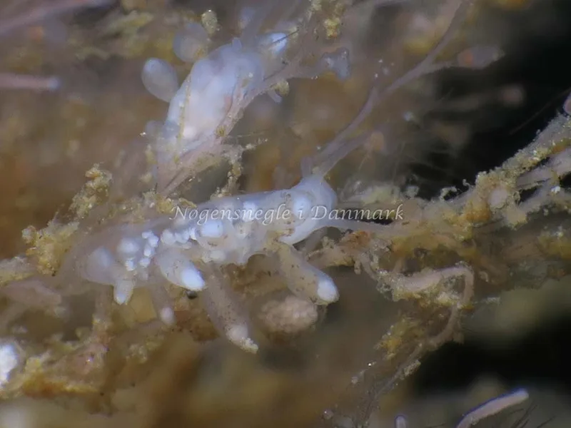 Tergipes tergipes - Ammoniakhavnen - Foto: HP Ølgaard