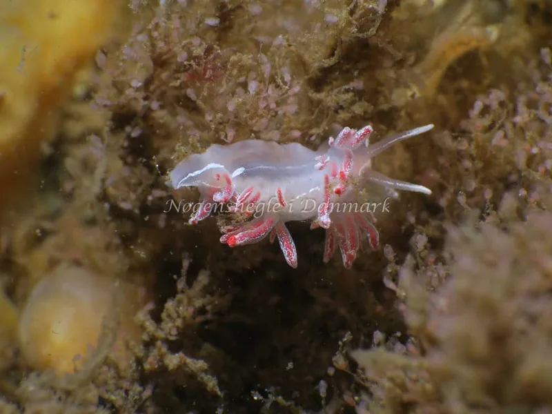 Coryphella monicae - Ammoniakhavnen - Foto: HP Ølgaard