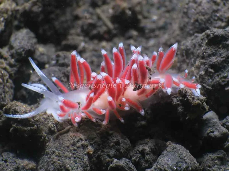 Coryphella verrucosa - Ammoniakhavnen - Foto: HP Ølgaard