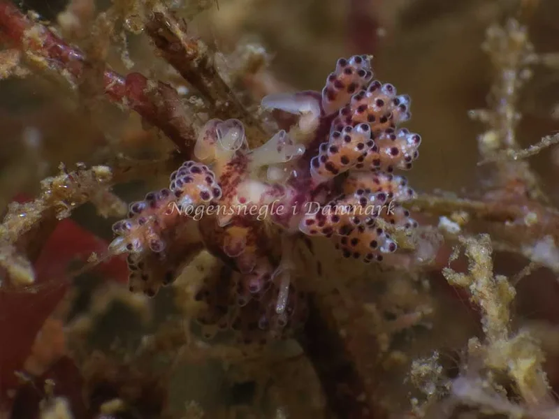 Doto coronata - Ammoniakhavnen - Foto: HP Ølgaard