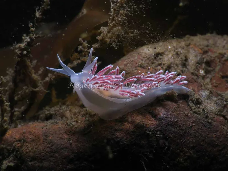 Coryphella monicae - Ammoniakhavnen - Foto: HP Ølgaard