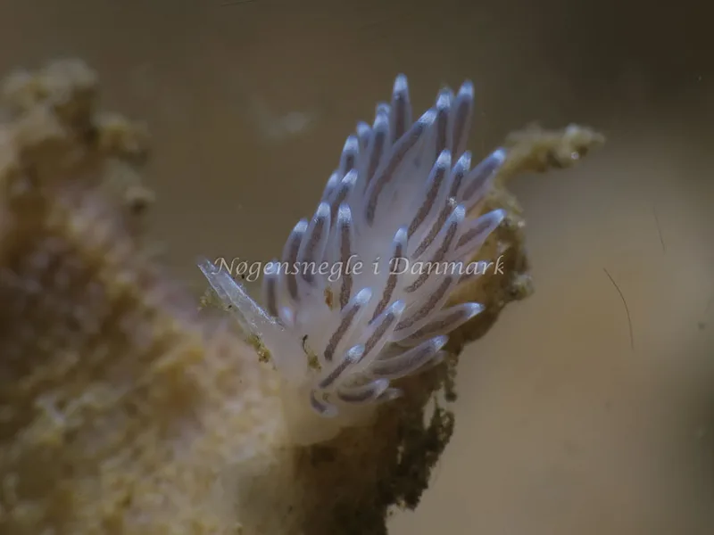 Cuthonella concinna - Ammoniakhavnen - Foto: HP Ølgaard