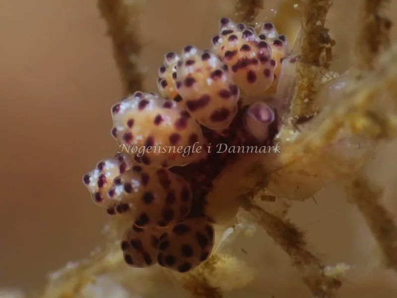 Doto coronata - Ammoniakhavnen - Foto: HP Ølgaard