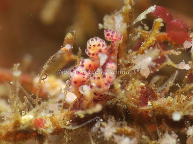 Doto coronata - Ammoniakhavnen - Foto: HP Ølgaard