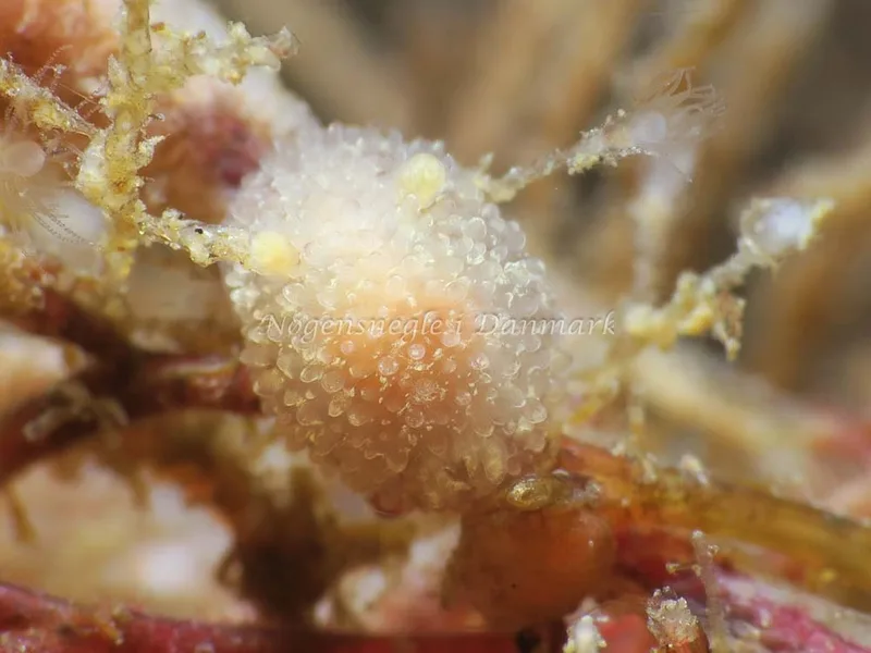 Acanthodoris pilosa - Ammoniakhavnen - Foto: HP Ølgaard